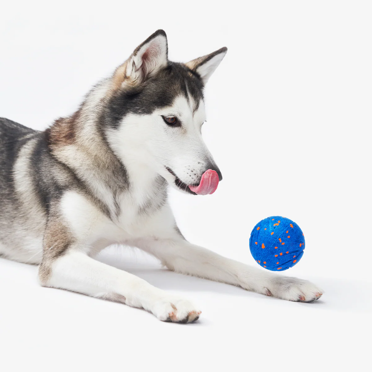 ✨2025 New Release – 50% Off – Jumping Ball for Dogs 🐶