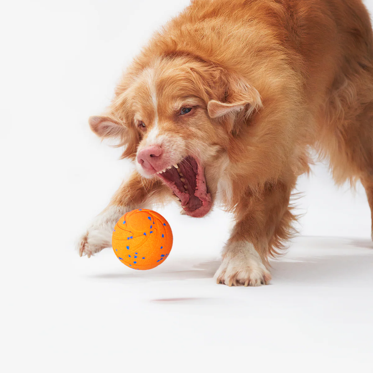 ✨2025 New Release – 50% Off – Jumping Ball for Dogs 🐶